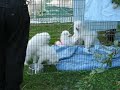 Wooftoberfest 2006 Video 2