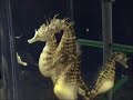 Pregnant sea-horses