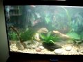 Aquario de 60 Litros , com Plantas naturais e Filtro externo 300ltrs/hora , ecossistema com guppyes , barbos , tubarao , platys , danios , peixes limpa fundos e camaroes , tambem mousse de java.espero que gostem , comentem qualquer sugestao.Obrigado!!!Espero que Gostem! 