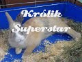 Królik Superstar
