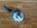 CAT alum Clara plays fetch