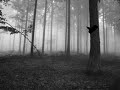 Nocturnal Depression - Host (Autumn)