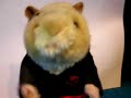 Kung Fu Hamster Kung Fu Hamster