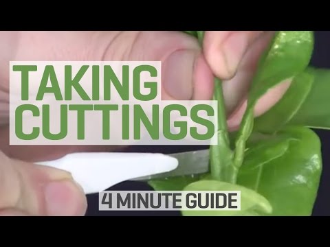 how to plant a cutting