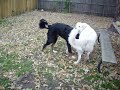 Fall Playtime - Bernese Mountain Dog & Great Pyrenees brothers
