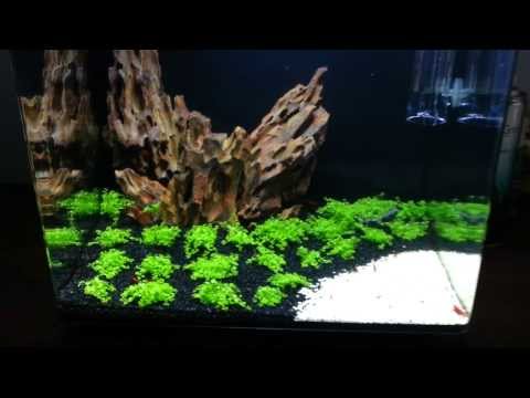 how to grow hc cuba submerged