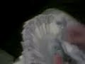 بدوي رايح المطعم