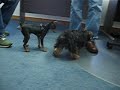 More Dogs in the Office