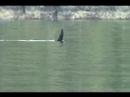 Blackney swims! Blackney swims!