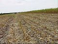 Silage cutting Silage cutting