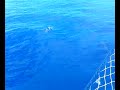Dolphin Watching In Madiera Dolphin Watching In Madiera