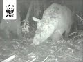 Java rhino makes first wild video appearance Java rhino makes first wild video appearance