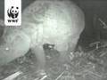 Java rhino makes first wild video appearance