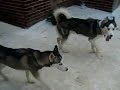 Kaiser and Lilo 4