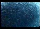 \"SILVERSIDE IN MOTION\"