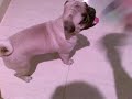 carlino y chihuagua