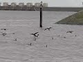 Cormorants landing at fishing-place Cormorants landing at fishing-place