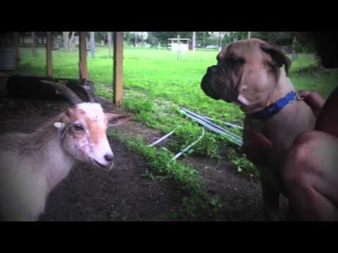 bullmastiff