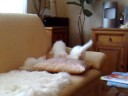 Spielende Kätzchen auf dem Sofa Spielende Kätzchen auf dem Sofa