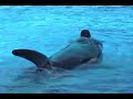 Shamu show part 1