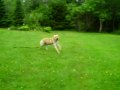 videos de Lost dog Now Found