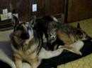 K9 Place Command