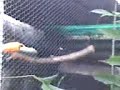 tucan Picucho tucan Picucho