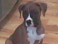 beau my boxer