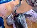 Fish being cut open *GROSS*