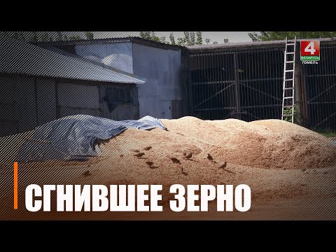 Под Добрушем у сельхозпредприятия сгнило 22 тонны зерна, а руководитель распорядился вывезти его и закопать видео