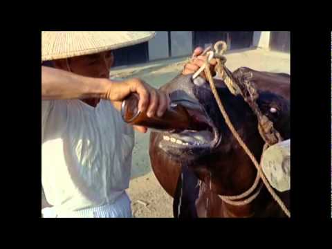 This May Be How Kobe Beef Is Made Meerschweinchenreport