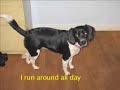 beagle-vs-jack-russell.html