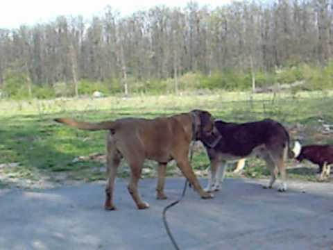 tosa inu