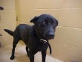 Taking you home-Shelter animals Taking you home-Shelter animals