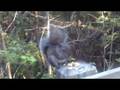 videos de Squirrel