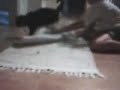 ow the cat scrached me ow the cat scrached me