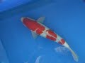 Nisai Kohaku Harvest \