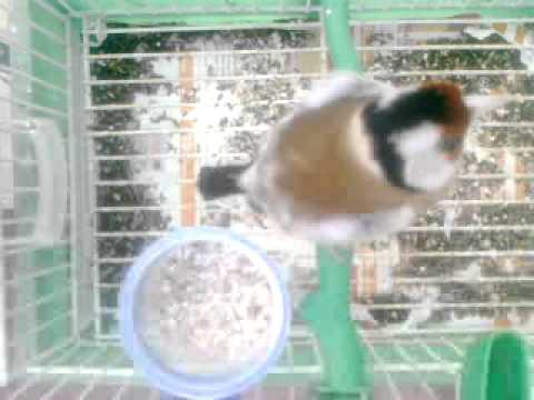 karderines - ena giavri tou 2011 se merika kalesmata!!!!!!
