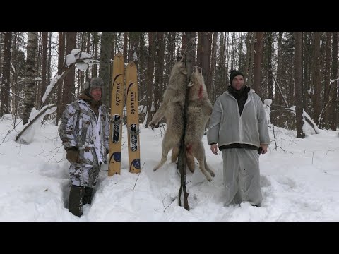 Охота на волка 2022