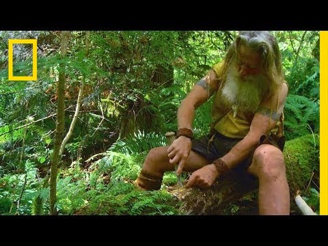 how to harvest devil's club