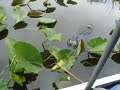florida 1026.MOV