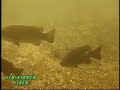 Erie Bass