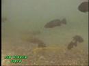 Erie Bass