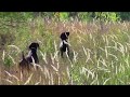 YouTube Video YouTube Video
