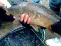 5 pond carp at coots corner hitchin