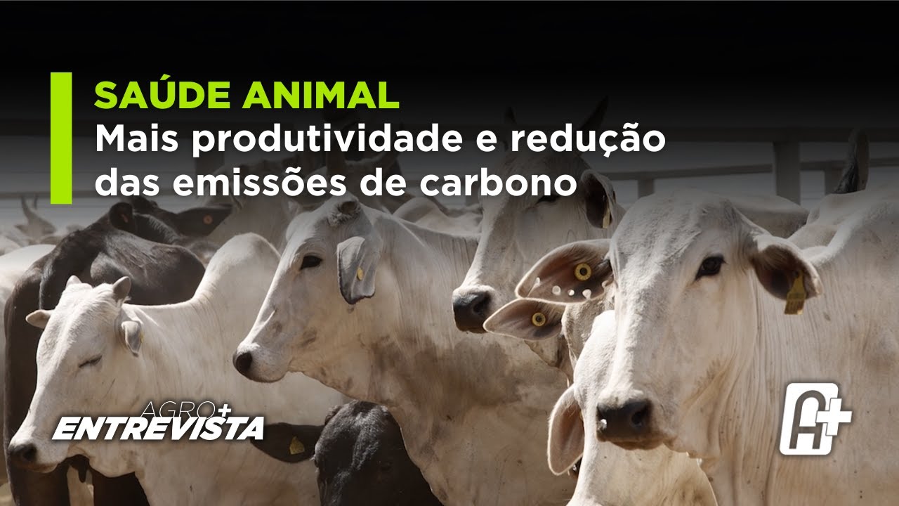 A Importância da Saúde Animal: Mais Produtividade e Redução das Emissões de Carbono.
