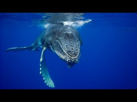 Киты-горбачи