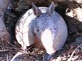 Texas Armadillo