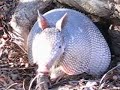 Texas Armadillo