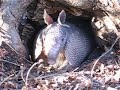 Texas Armadillo